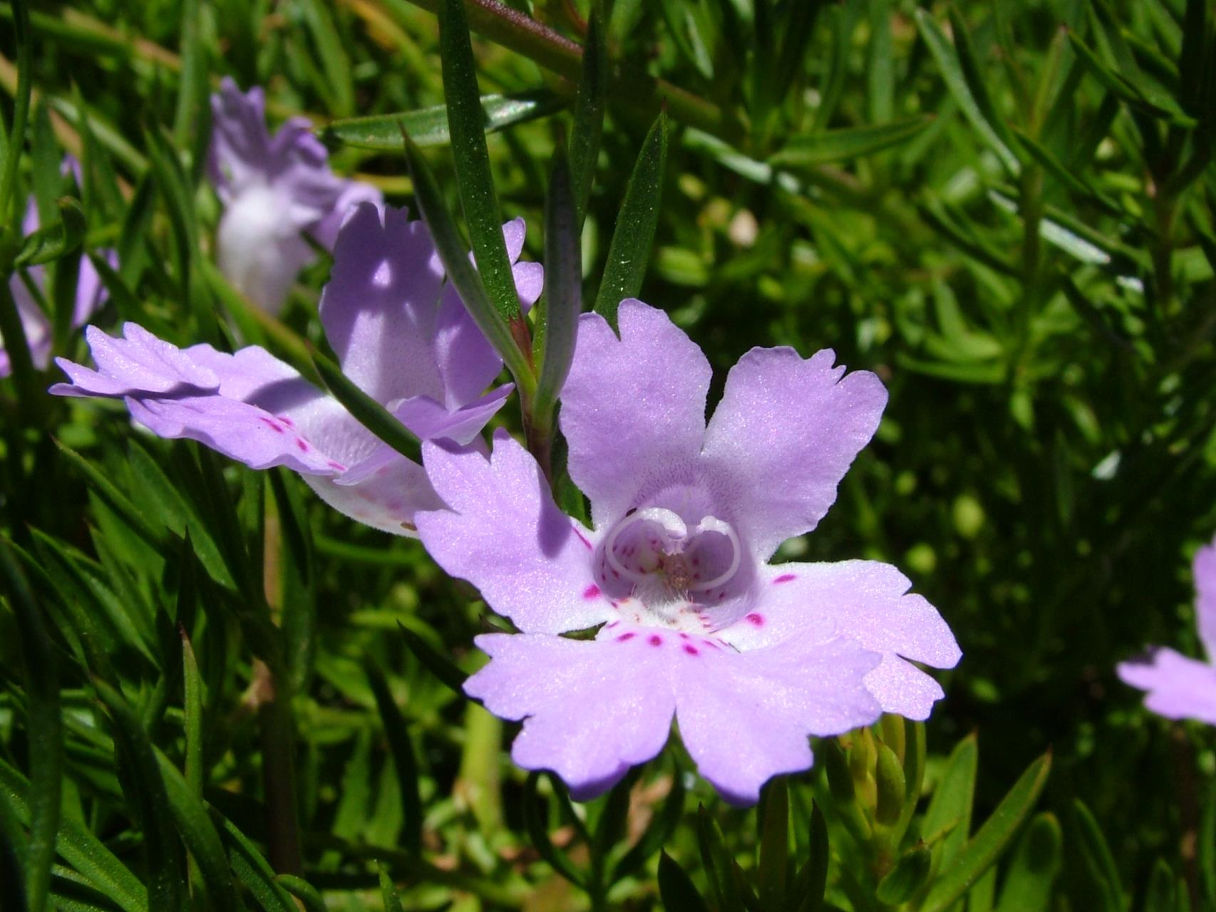 Apace Native Plant Sale