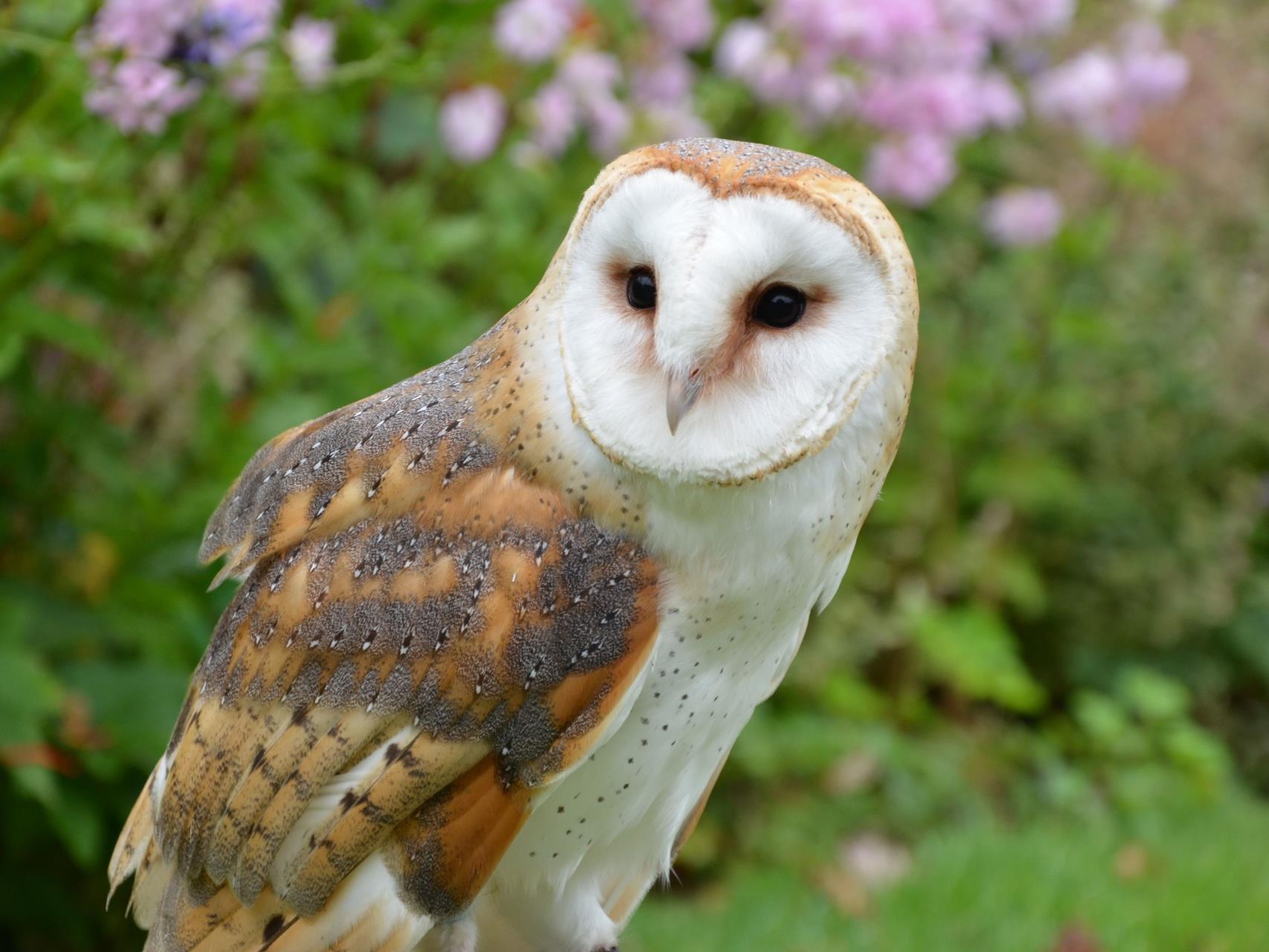 Town embraces Owl-Friendly Initiative