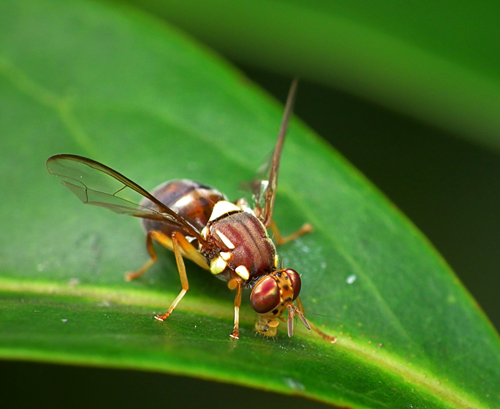 Queensland Fruit Fly